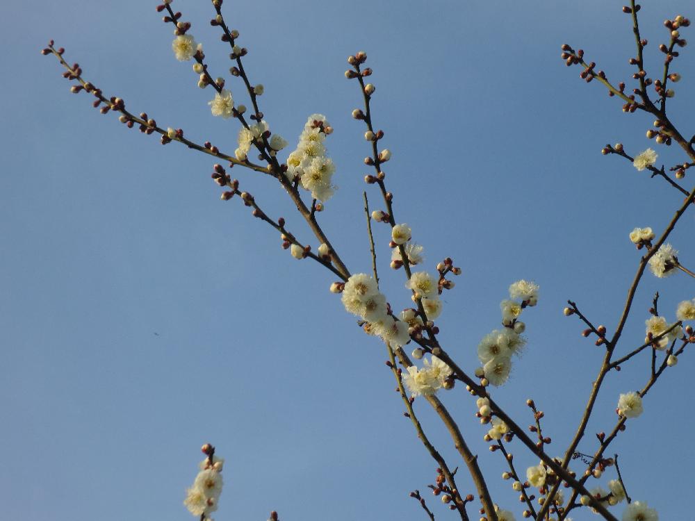 梅の花