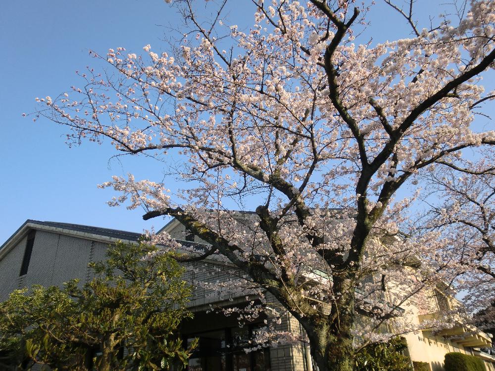 桜満開春らんまん♪