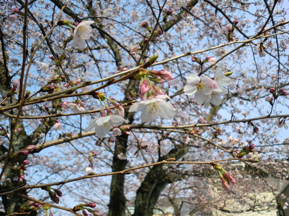 今年も見事なお花の予感♪